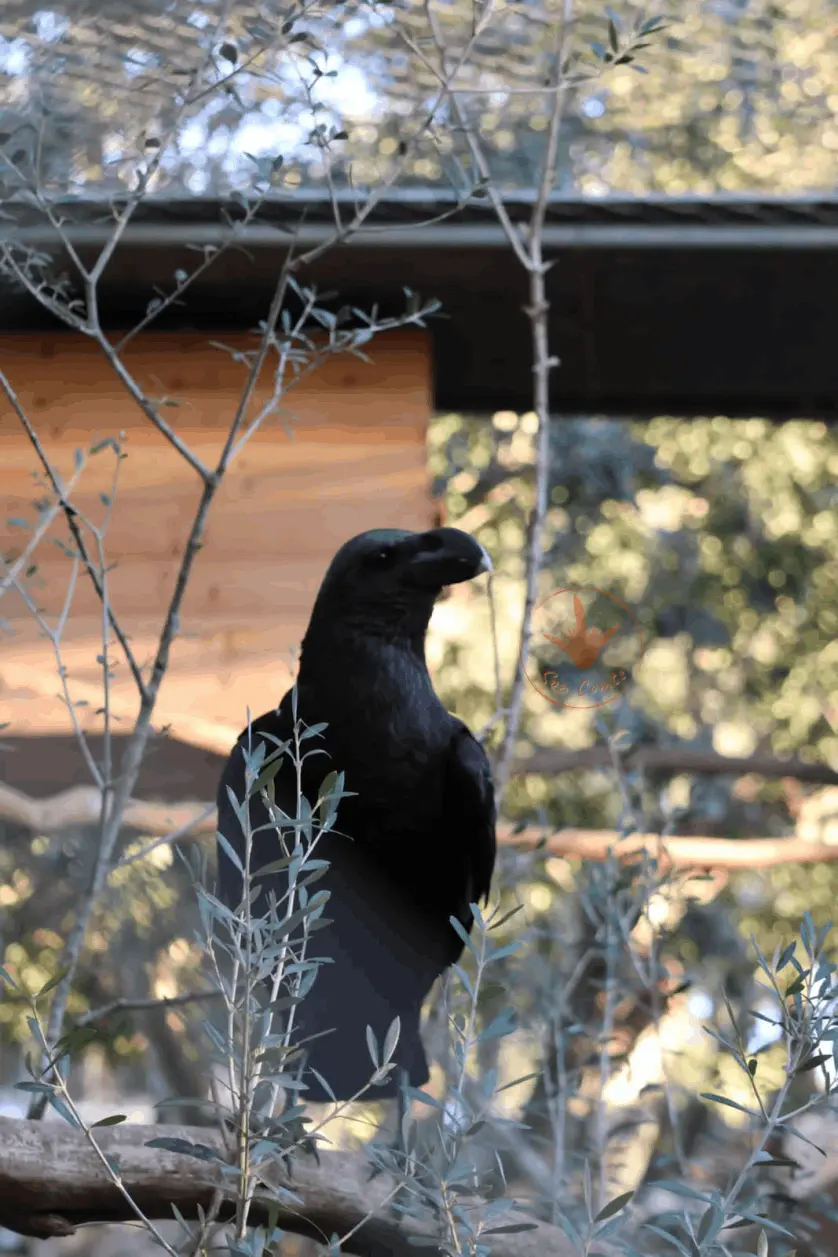 Corvus corax