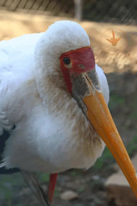 Mycteria ibis